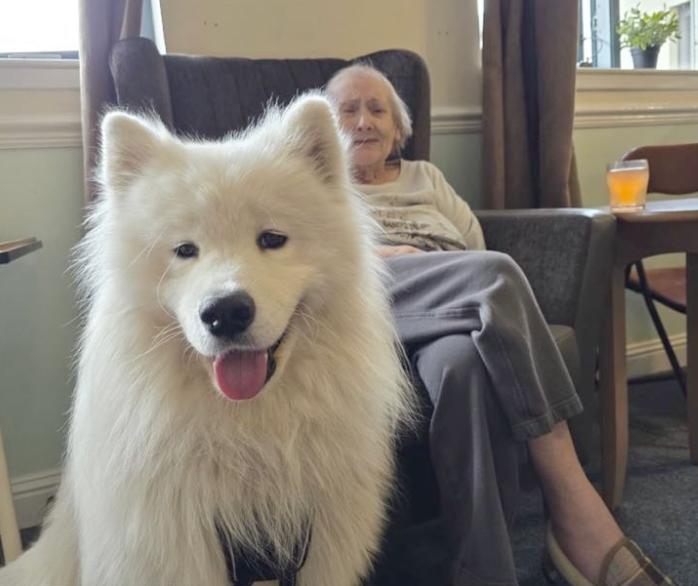 Meeko the Therapy Dog