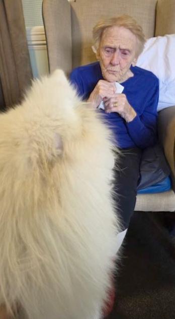 Meeko the Therapy Dog