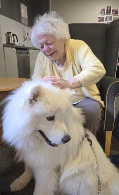Meeko the Therapy Dog