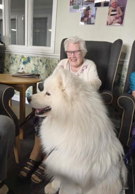 Meeko the Therapy Dog